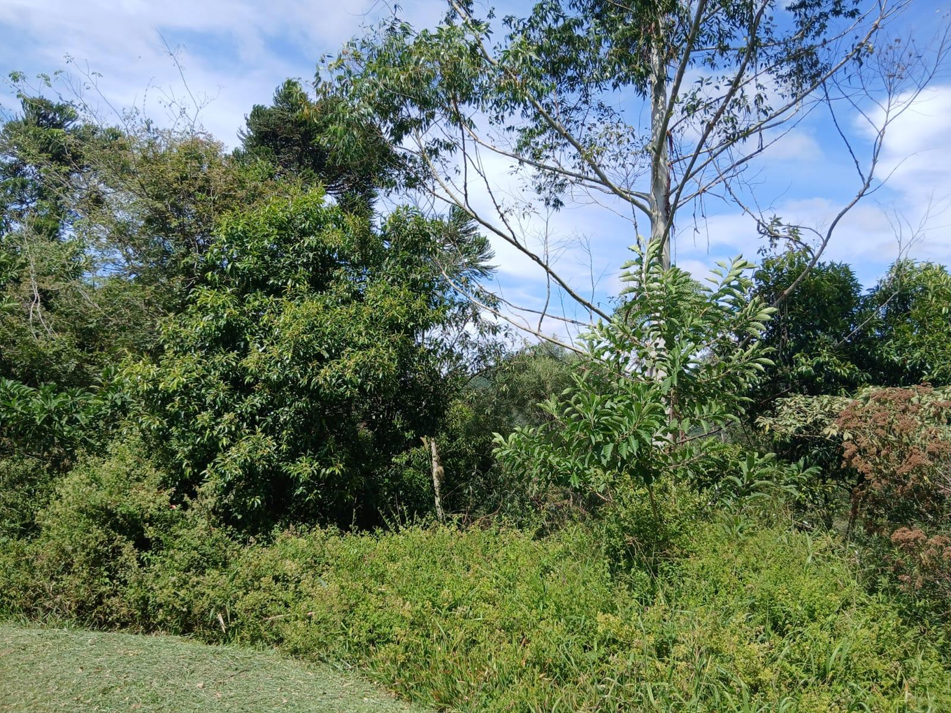 Foto de Imóvel em Anitápolis (SC)