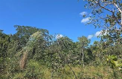 Foto de Imóvel em Paranatinga (MT)