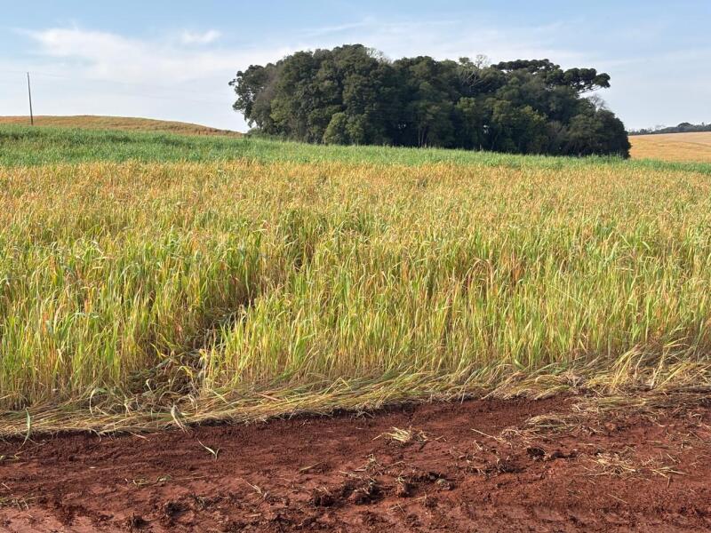 Foto de Terreno em leilão em Coxilha - RS