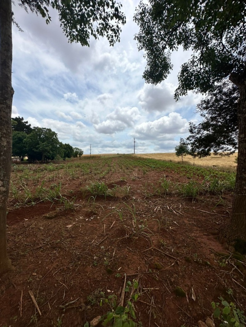 Foto de Area Rural em leilão em Ronda Alta - RS