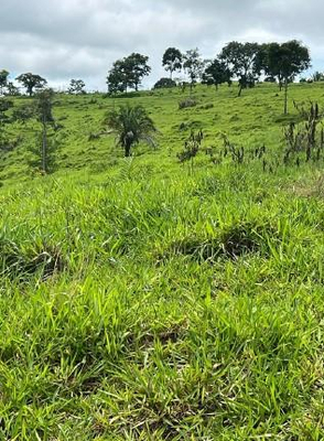 Foto de Imóvel em Alta Floresta D'oeste (RO)