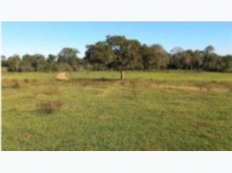 Foto de Fazenda Barreiro Preto A.T. 304 ha - Caracol/MS
