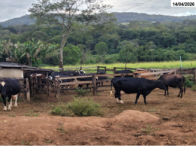 Foto de Anápolis/GO - 25 Matrizes Bovinas - Raça Girolanda