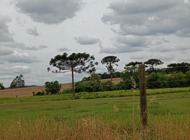 Foto de Area Rural em leilão no bairro Interior em Bela Vista Do Toldo - SC