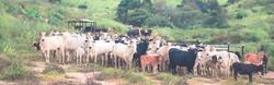 Foto de 750 bovino majoritariam ente da raça Nelore
