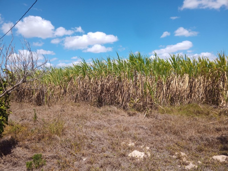 Foto de Area Rural em leilão em Taipu - RN